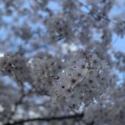 花粉と桜