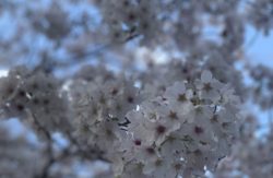 花粉と桜